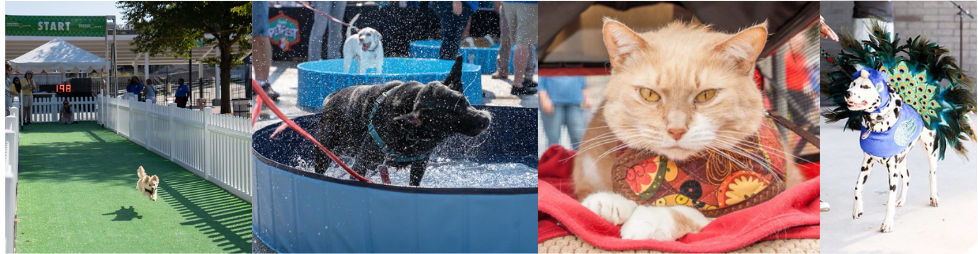 petfest images.png